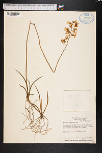 Oncidium bahamense image