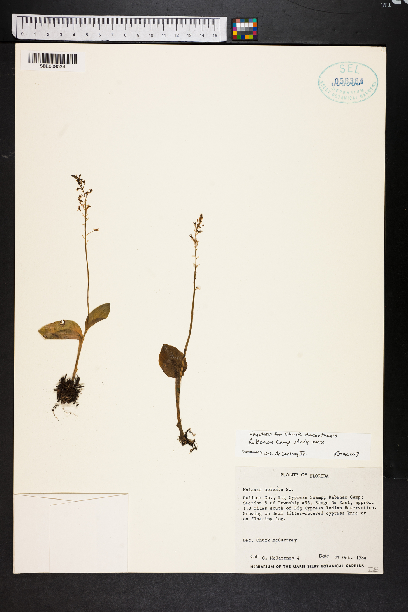 Malaxis spicata image
