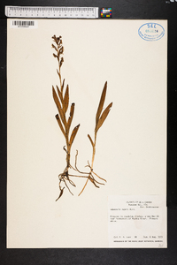 Habenaria repens image