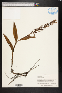 Habenaria repens image