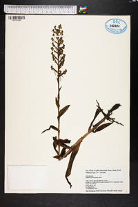 Habenaria floribunda image