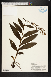 Habenaria floribunda image