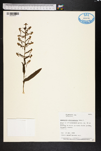 Habenaria odontopetala image