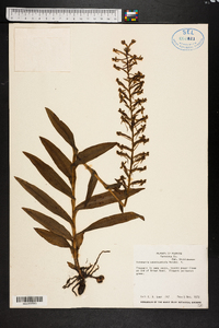 Habenaria odontopetala image