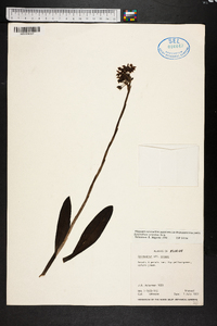 Epidendrum anceps image