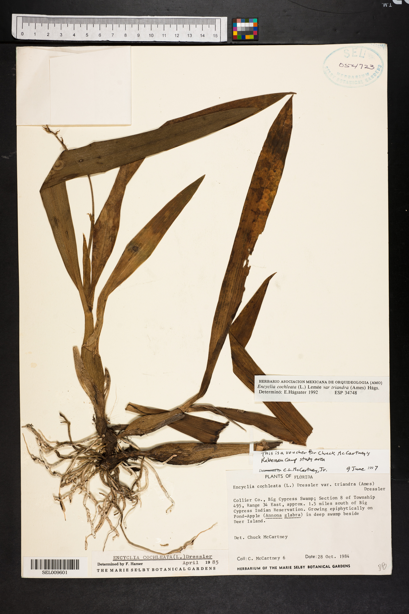 Encyclia cochleata var. triandra image