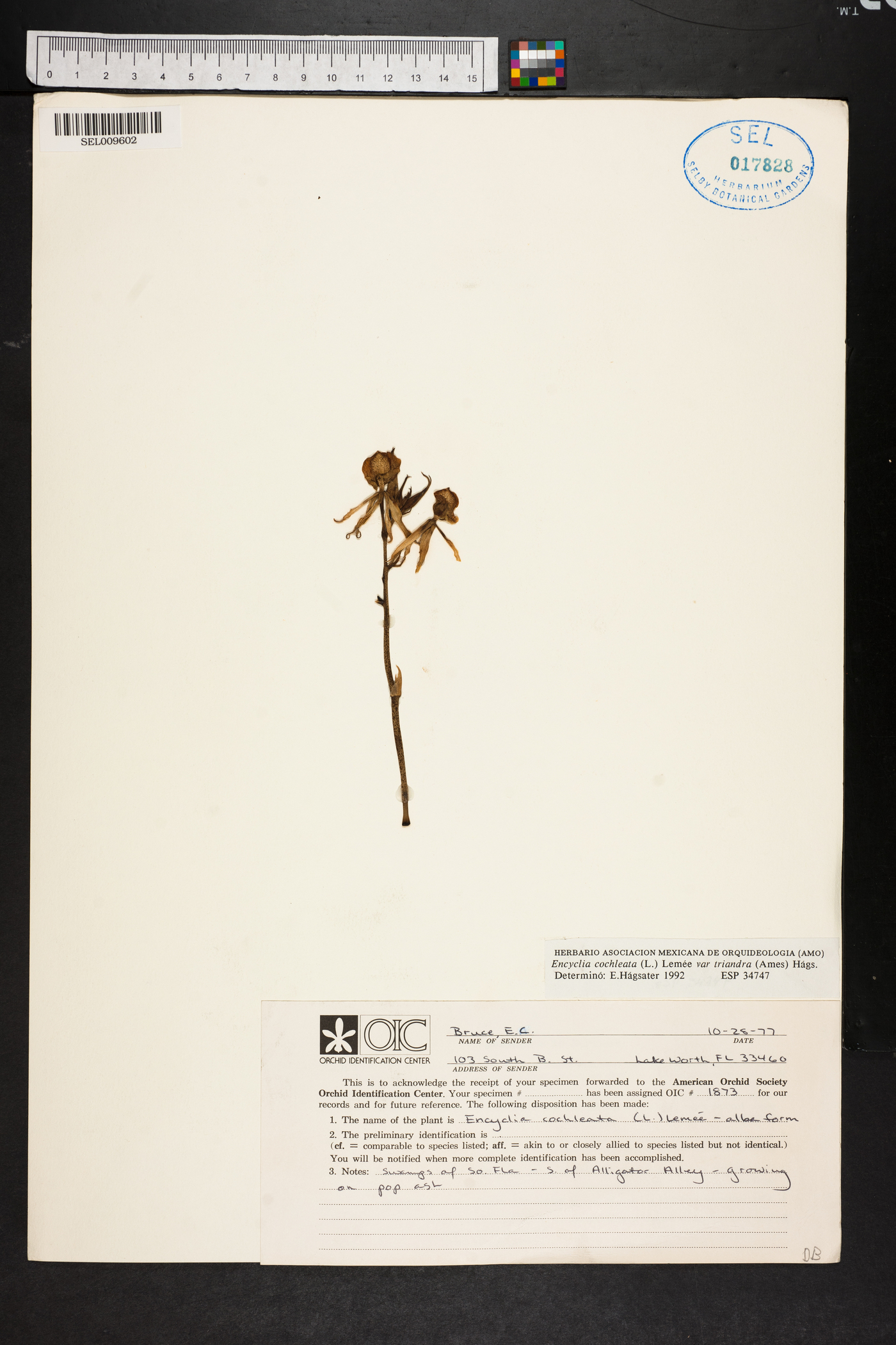 Encyclia cochleata subsp. triandra image