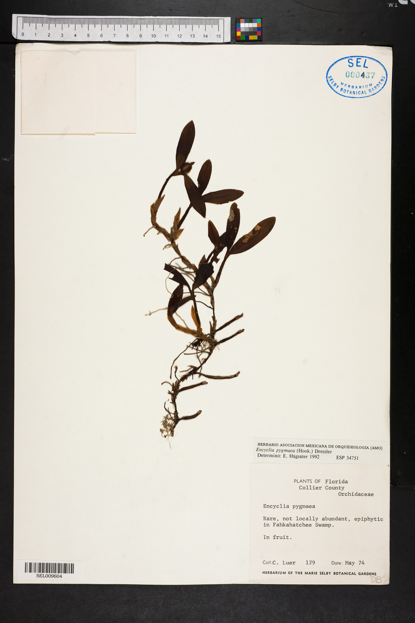 Encyclia pygmaea image