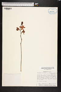 Calopogon tuberosus image