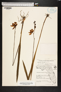 Calopogon tuberosus var. tuberosus image