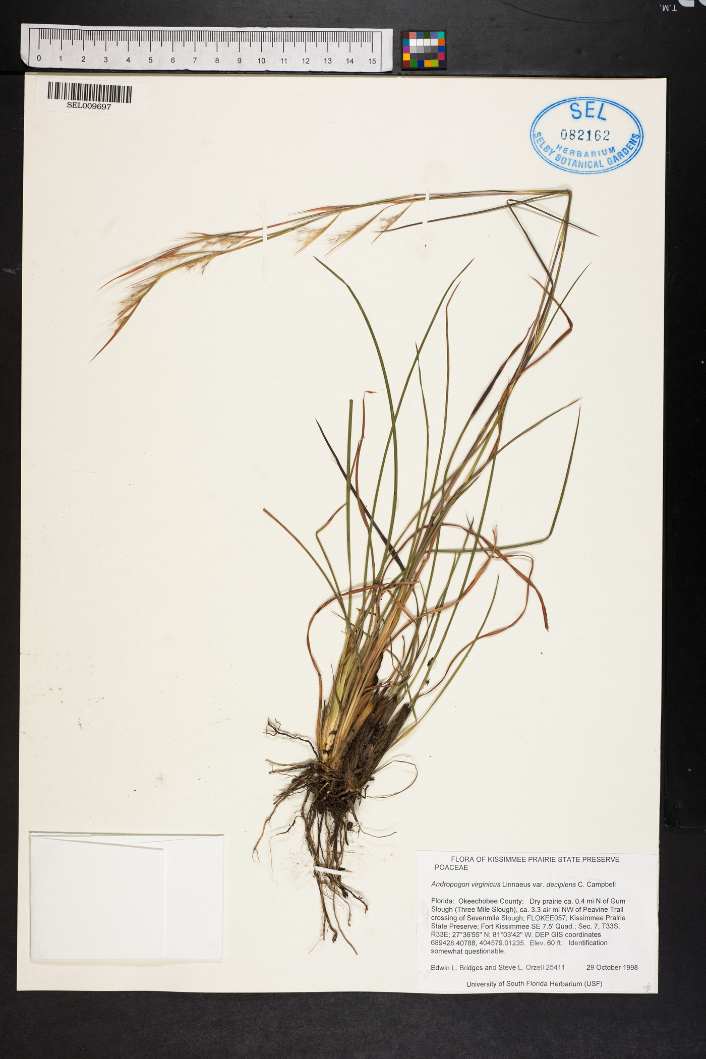 Andropogon virginicus var. decipiens image