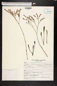 Limonium carolinianum image