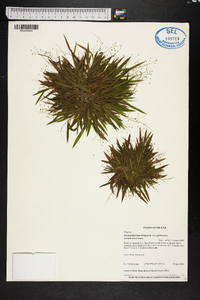 Dichanthelium strigosum var. glabrescens image