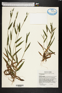 Dichanthelium acuminatum subsp. acuminatum image