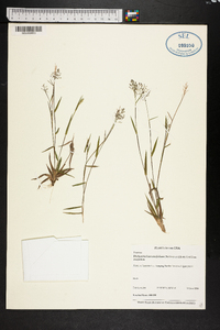 Dichanthelium ensifolium image