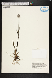 Dichanthelium erectifolium image