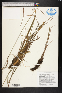 Ctenium aromaticum image