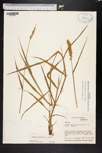 Cenchrus spinifex image