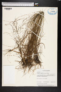 Eragrostis virginica image