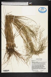 Eragrostis lugens image