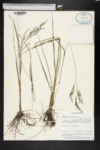 Eragrostis atrovirens image