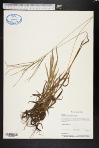 Digitaria ciliaris image