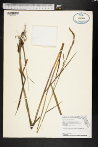 Panicum hemitomon image