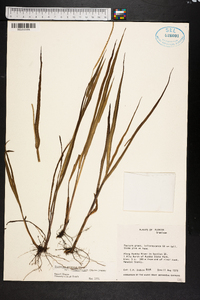 Paspalum setaceum var. ciliatifolium image