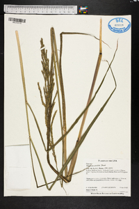 Paspalum urvillei image