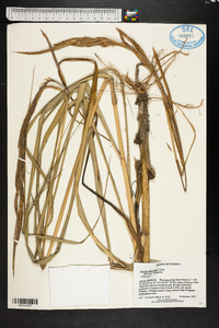 Spartina alterniflora image