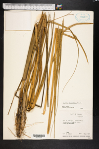 Spartina alterniflora image