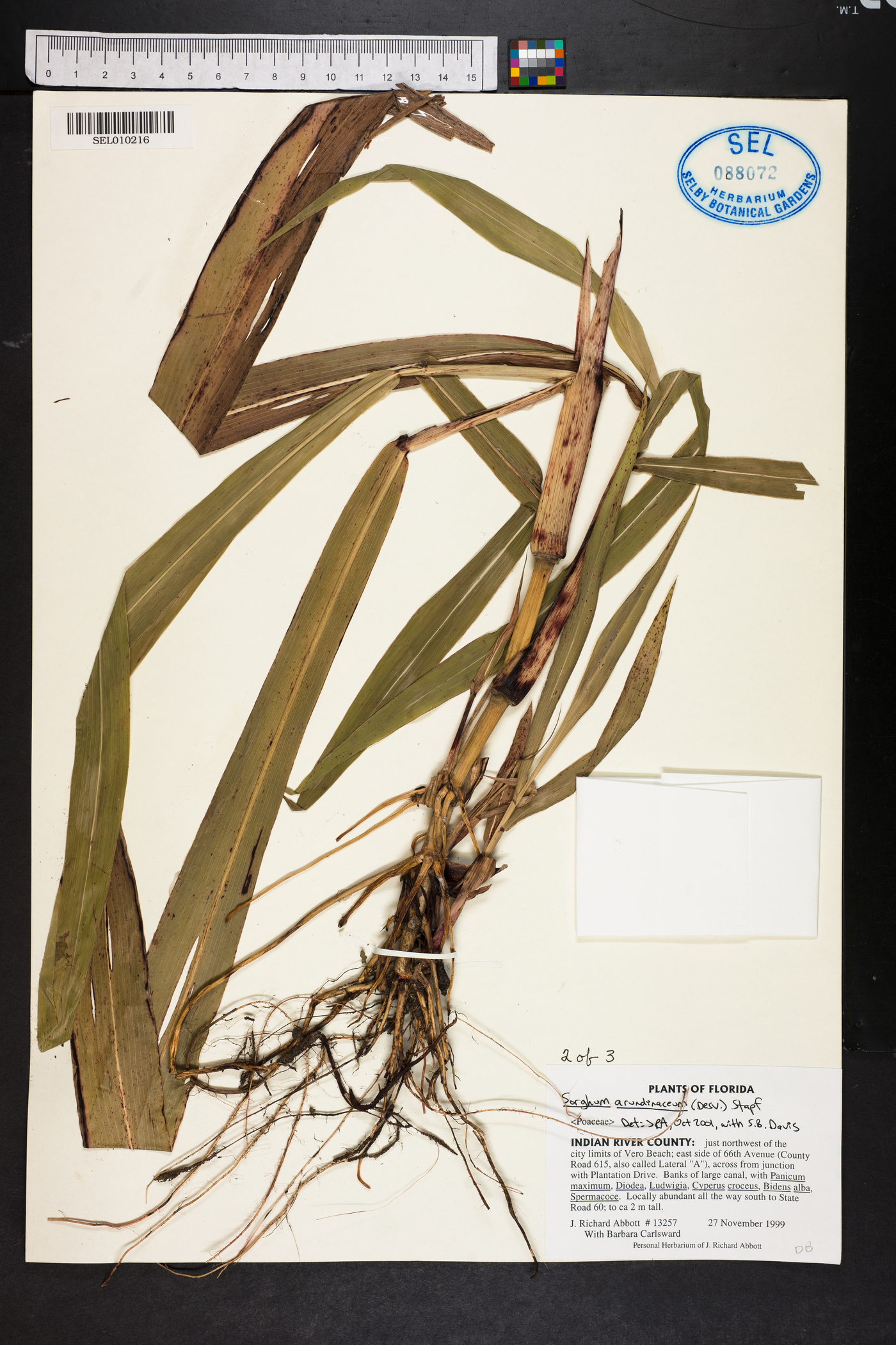 Sorghum arundinaceum image