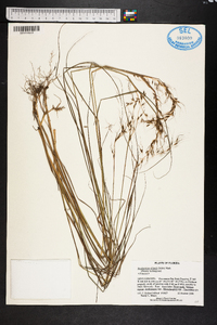 Sorghastrum elliottii image