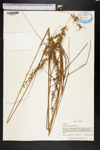 Sorghastrum secundum image