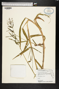 Urochloa mutica image