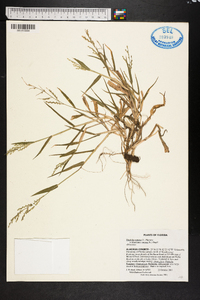 Urochloa ramosa image