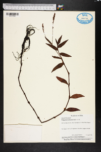 Polygonum setaceum image