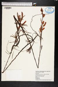 Polygonella robusta image