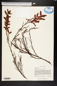 Polygonella robusta image