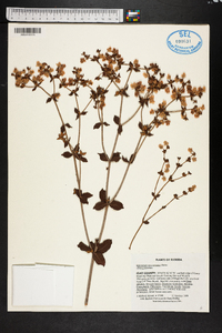 Eriogonum tomentosum image