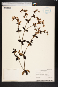 Eriogonum tomentosum image