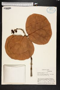 Coccoloba uvifera image