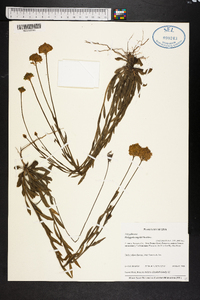 Polygala rugelii image