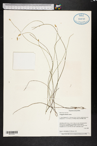 Polygala setacea image