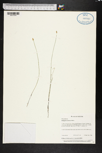 Polygala setacea image