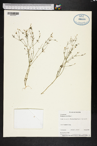 Polygala verticillata image