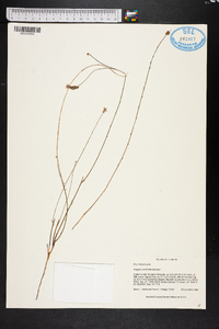 Polygala incarnata image