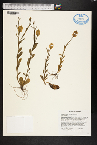 Polygala lutea image