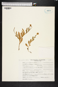 Polygala lutea image