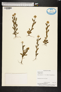 Polygala lutea image